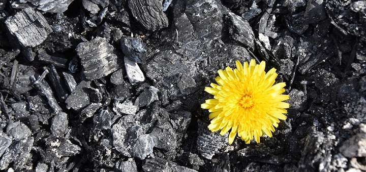 Flower emerging from ashes