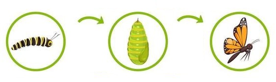 Metamorphosos